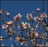 Alomond blossom