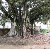 Coimbra Botanical Gardens - Ancient Fig tree  