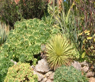 Succulent garden in the central Algarve