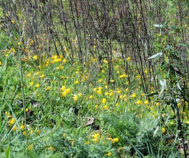 Narcissus bulbocodium growing wild on a recently burnt hillside 