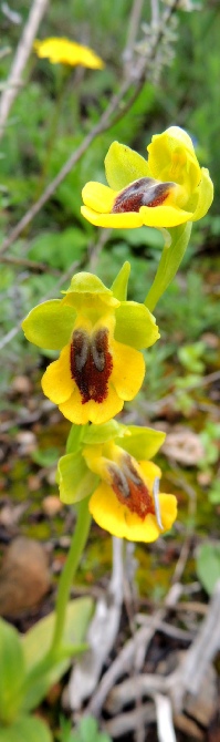 Ophrys lutea, the Yellow Bee-orchid