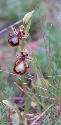 Ophrys speculum. The Mirror Orchid.  Easy to recognise owing to its vivid blue, glossy, enamel-like lip, which is fringed with long, red-brown hairs. 