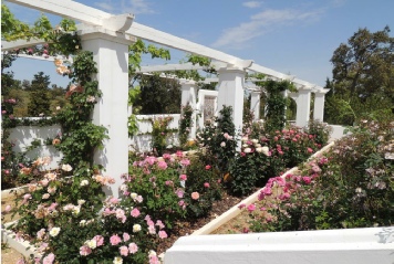 Rose pergola in Alentejo garden
